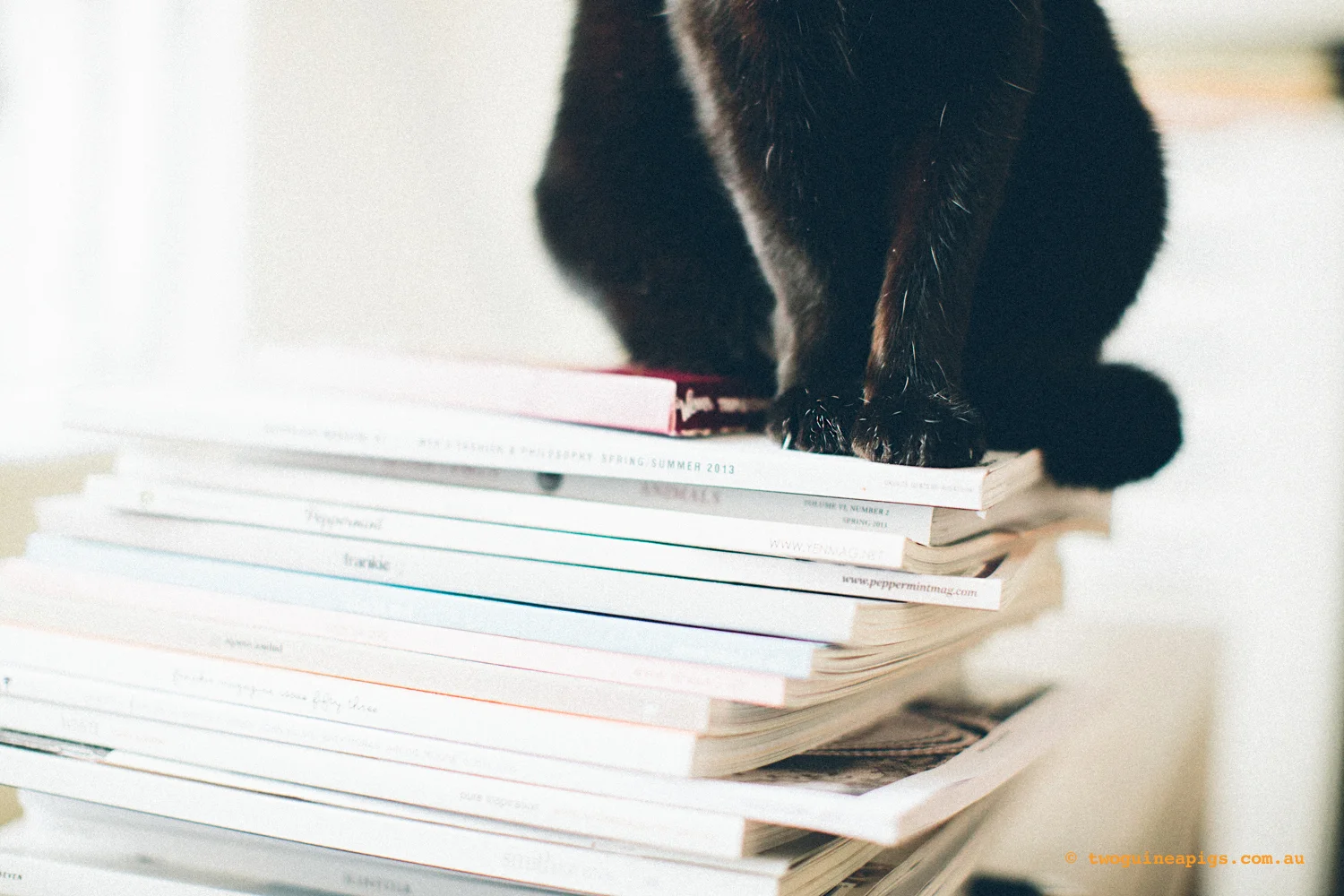 twoguinepaigs_blackcats_pf-on-books_1500-8.jpg