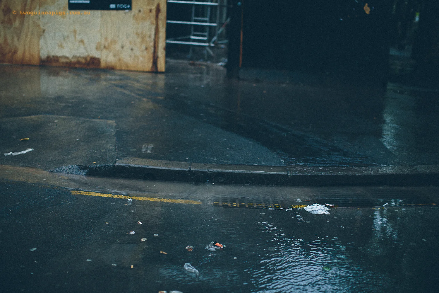 twoguineapigs_rain_spring_1500-6.jpg
