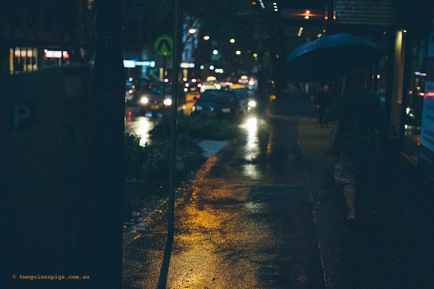 twoguineapigs_rain_spring_1500-24.jpg