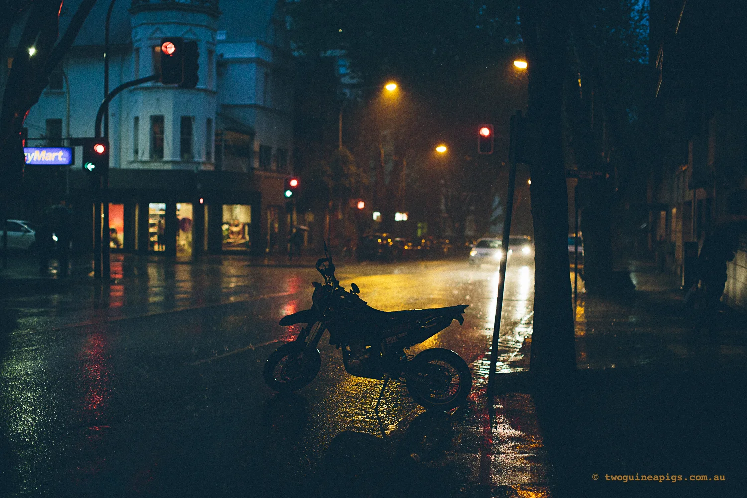 twoguineapigs_rain_spring_1500-26.jpg