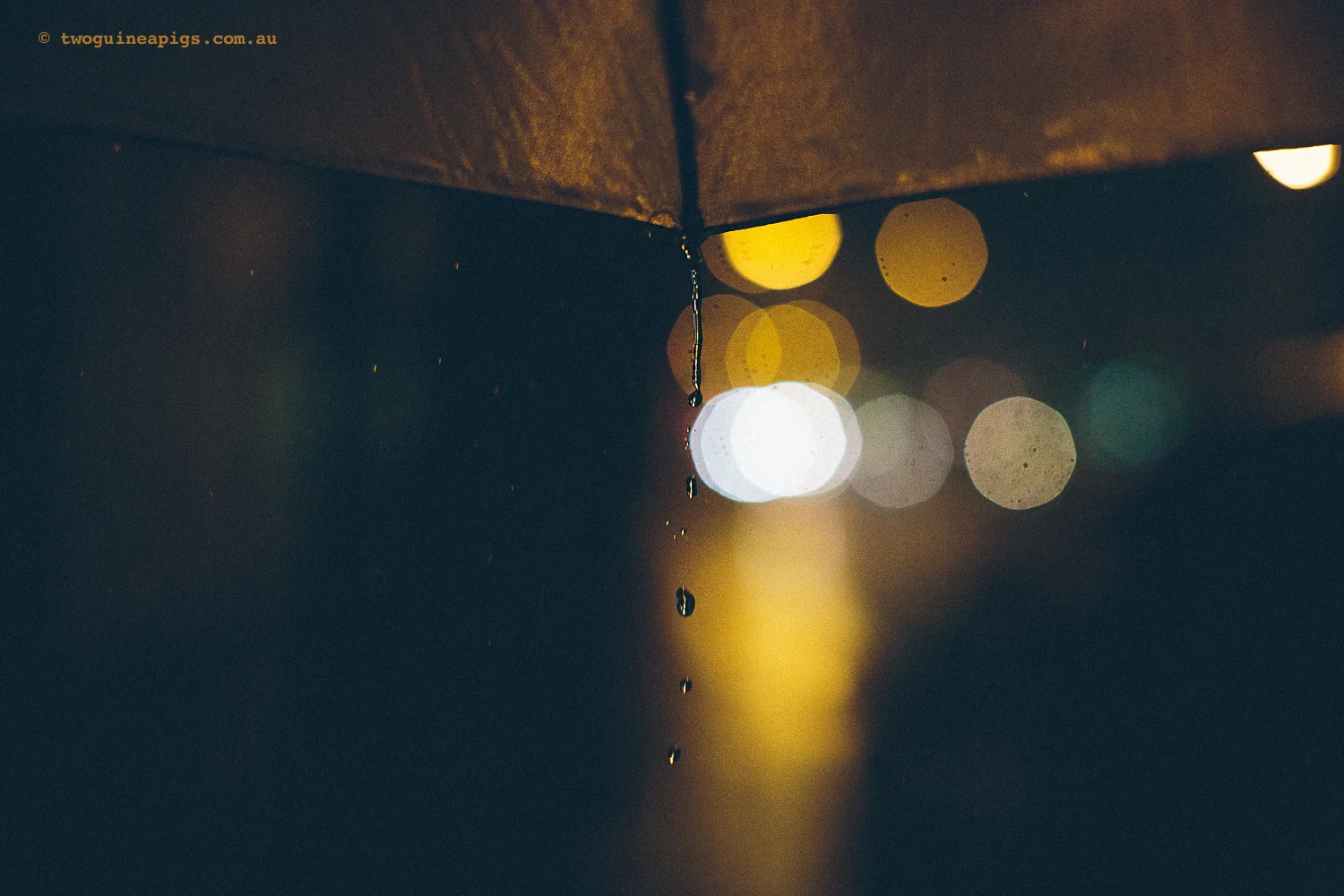 twoguineapigs_rain_spring_1500-29.jpg