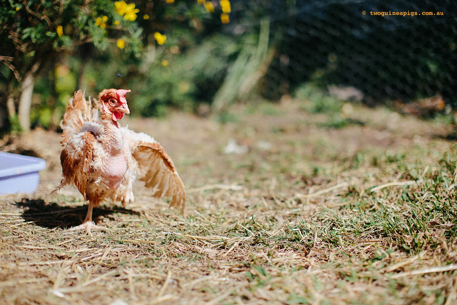 twoguineapigs_nswhenrescue_doco_1500-57.jpg