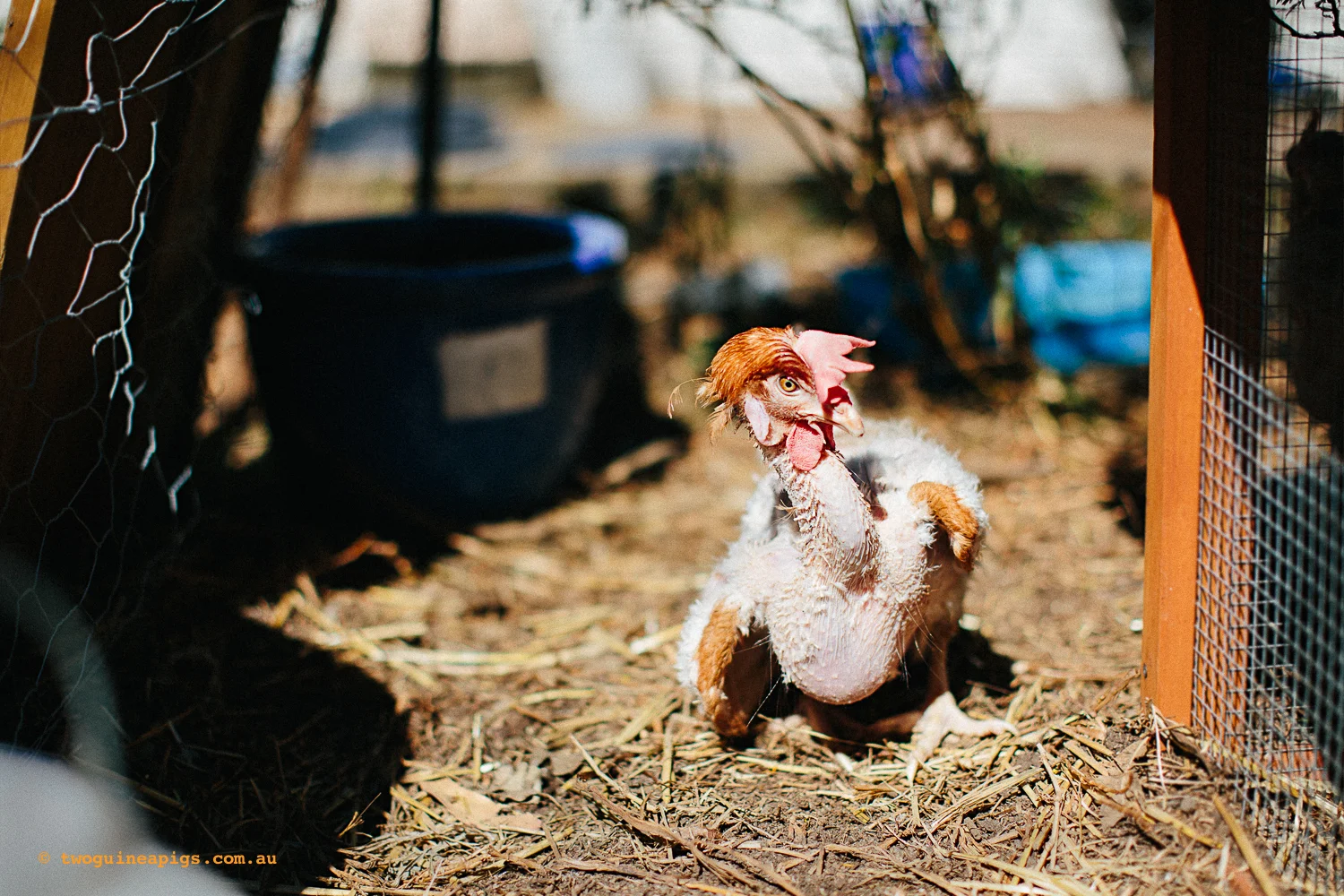 twoguineapigs_nswhenrescue_doco_1500-58.jpg