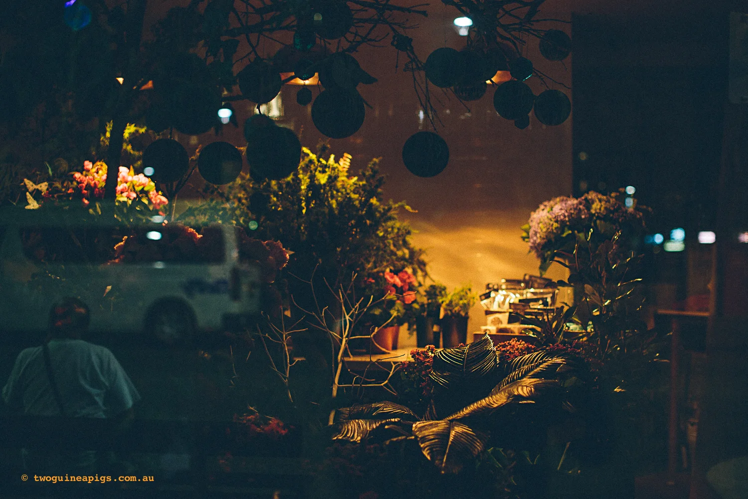twoguineapigs_christmas_in_potts_point_1500-10.jpg