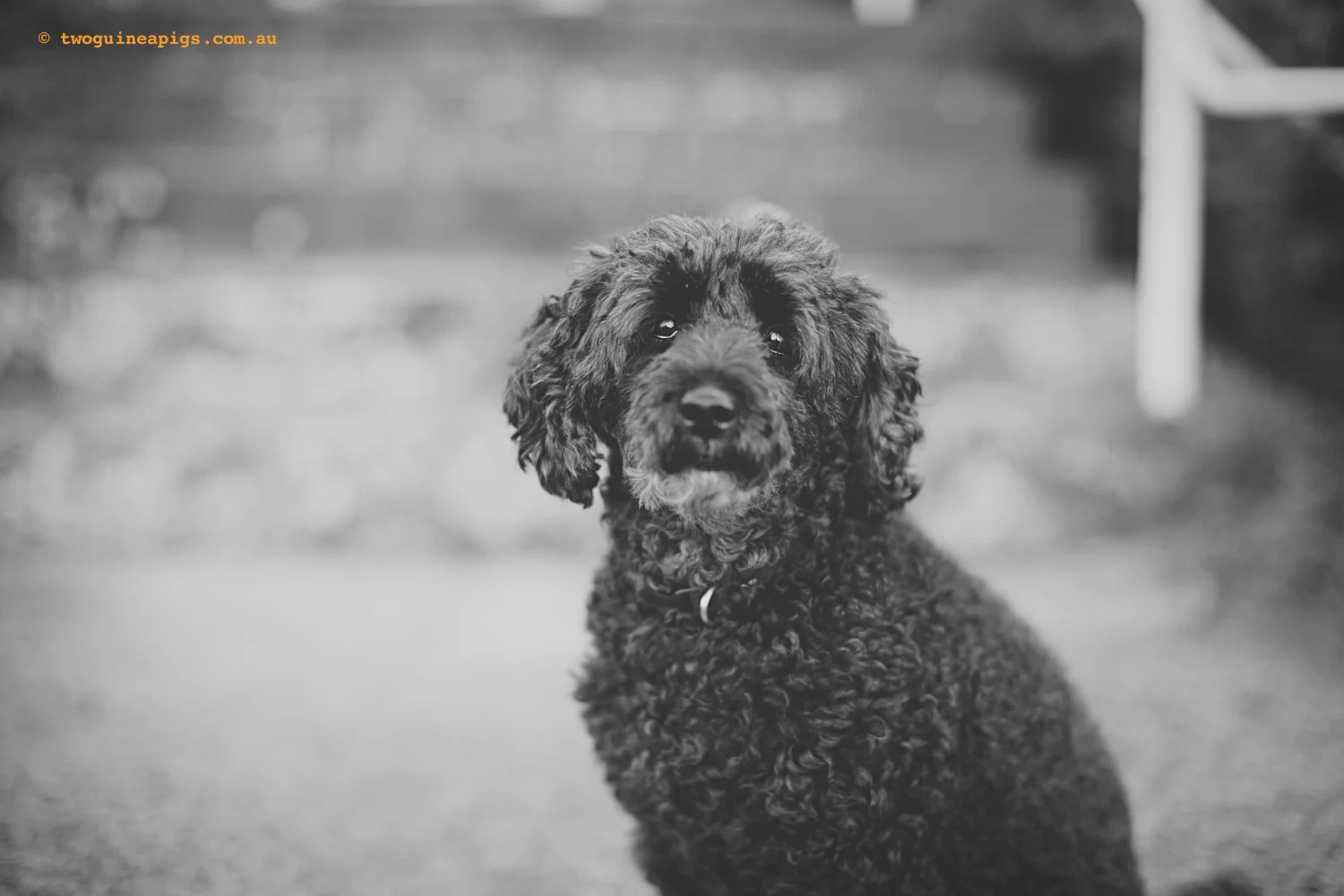 twoguineapigs_moe_poodle_slide_1500-13.jpg