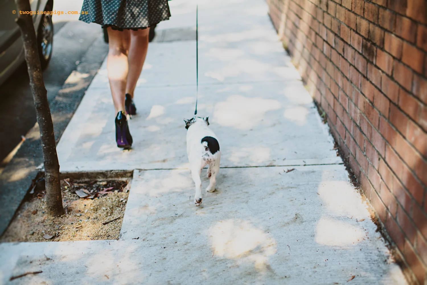 twoguineapigs_gigi_frenchie_1500-30.jpg