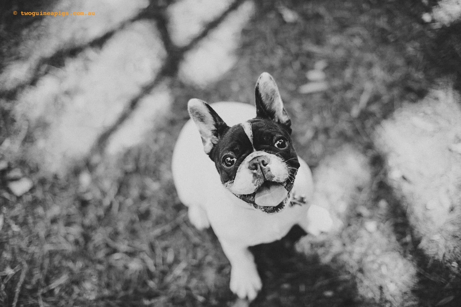 twoguineapigs_gigi_frenchie_1500-9-2.jpg