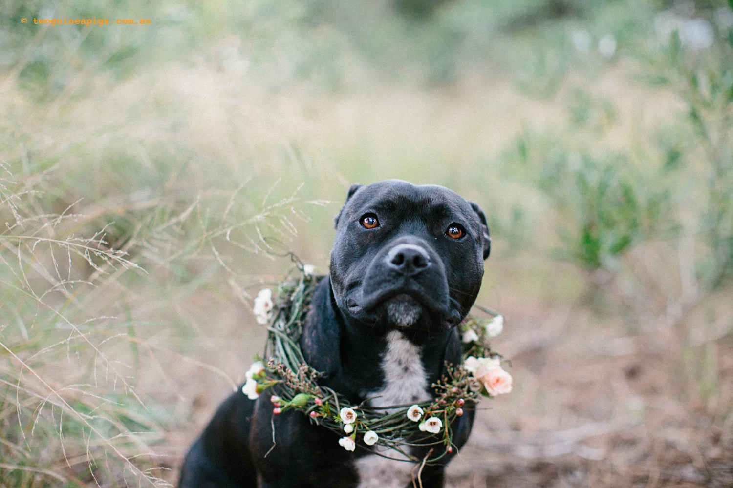 twoguineapigs_bridendog_styled_1500-25.jpg