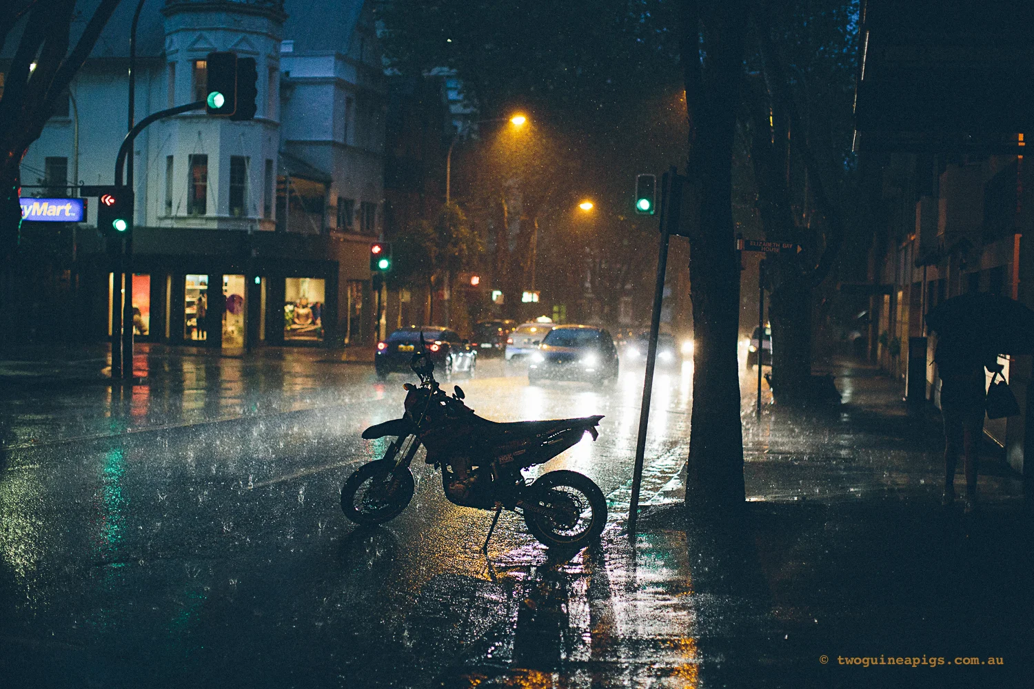 twoguineapigs_rain_spring_1500-27.jpg