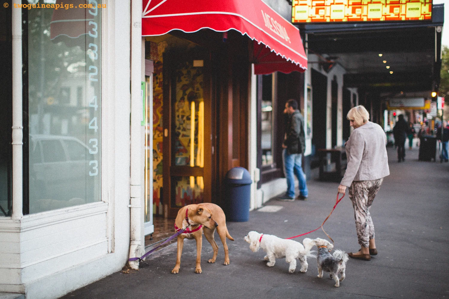 twoguineapigs_street-dog-2.jpg
