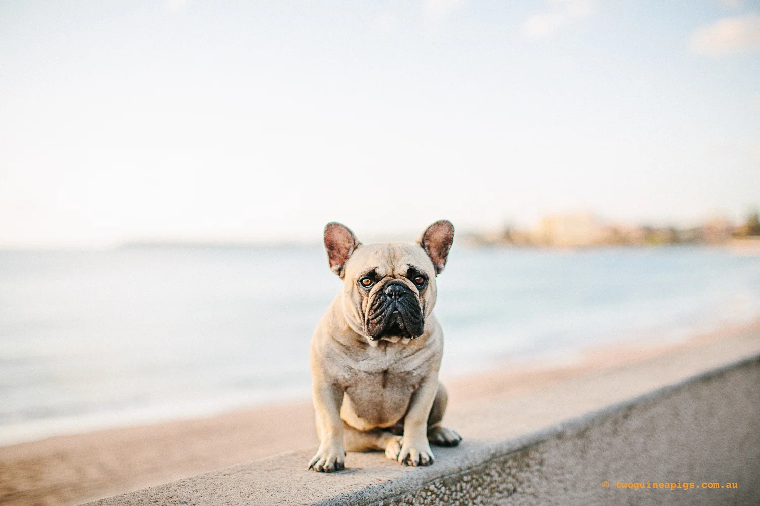 Pom Pom, French Bulldog © twoguineapigs.com.au