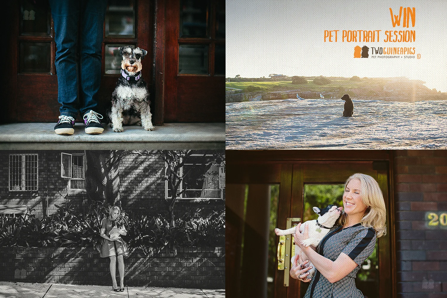 Featuring (left to right) Gemma the Mini Schnauzer; Moe the Poodle; Gigi the French Bulldog.