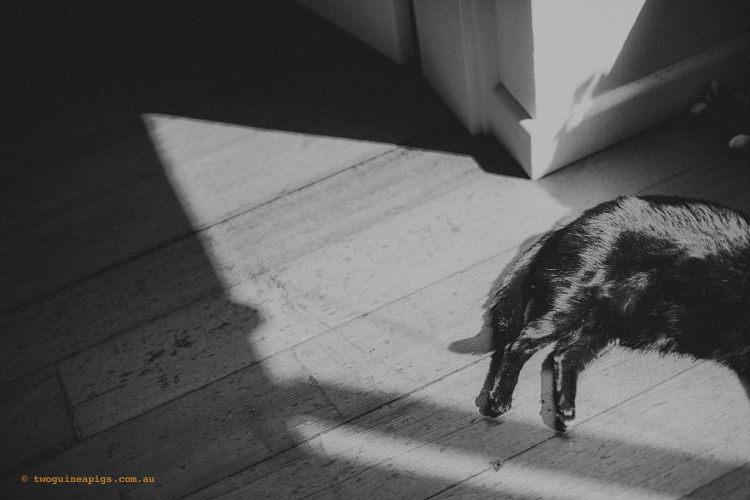 twoguineapigs_pet_photography_pf_sunroom_black_cats_1500-3.jpg