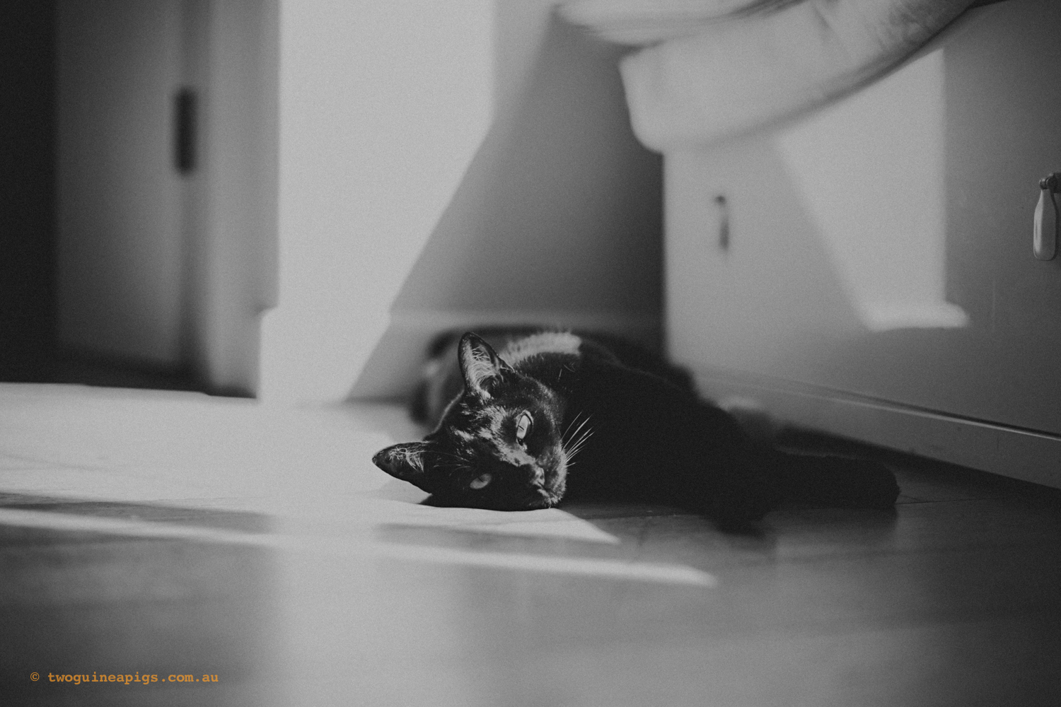 twoguineapigs_pet_photography_pf_sunroom_black_cats_1500-5.jpg