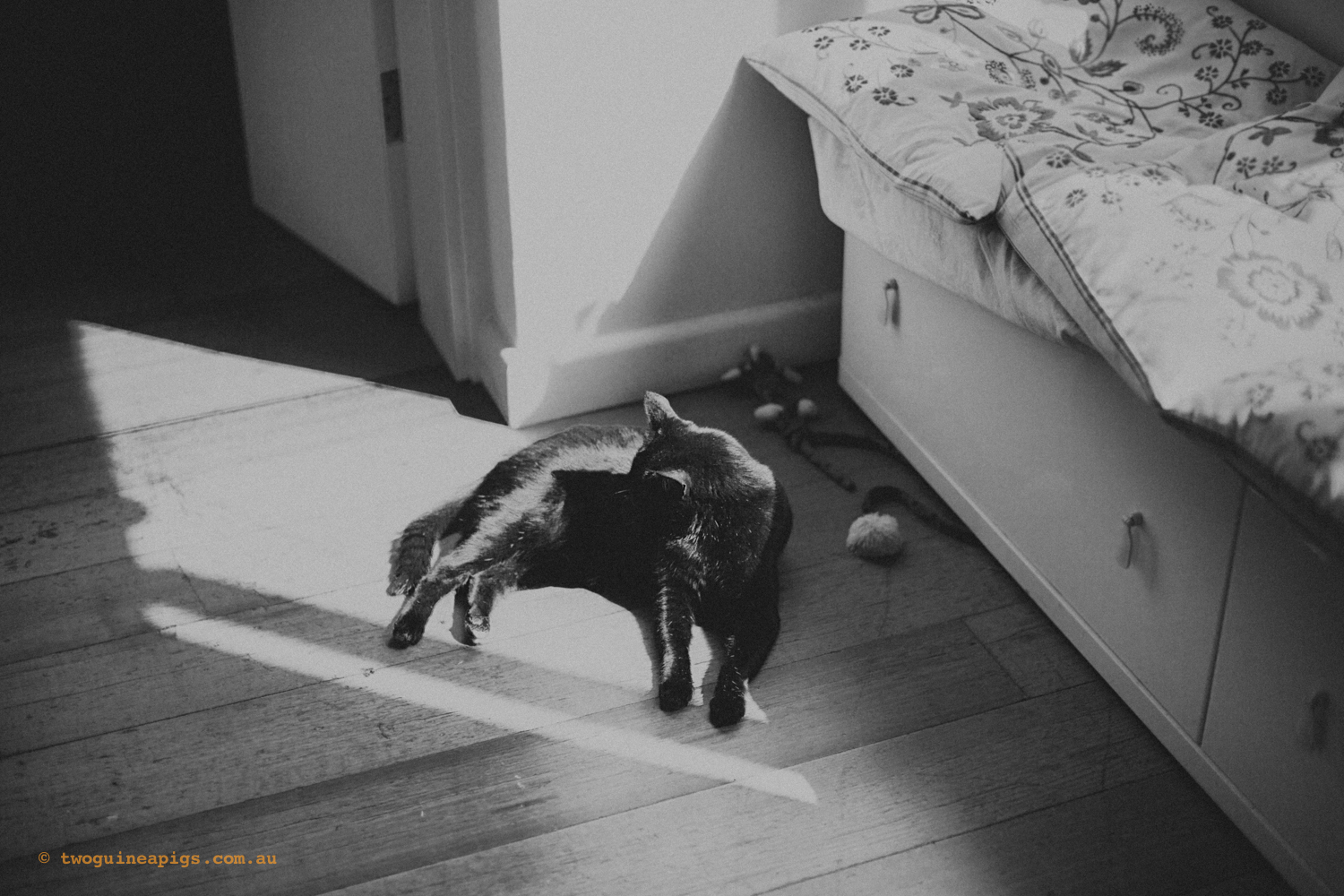 twoguineapigs_pet_photography_pf_sunroom_black_cats_1500.jpg