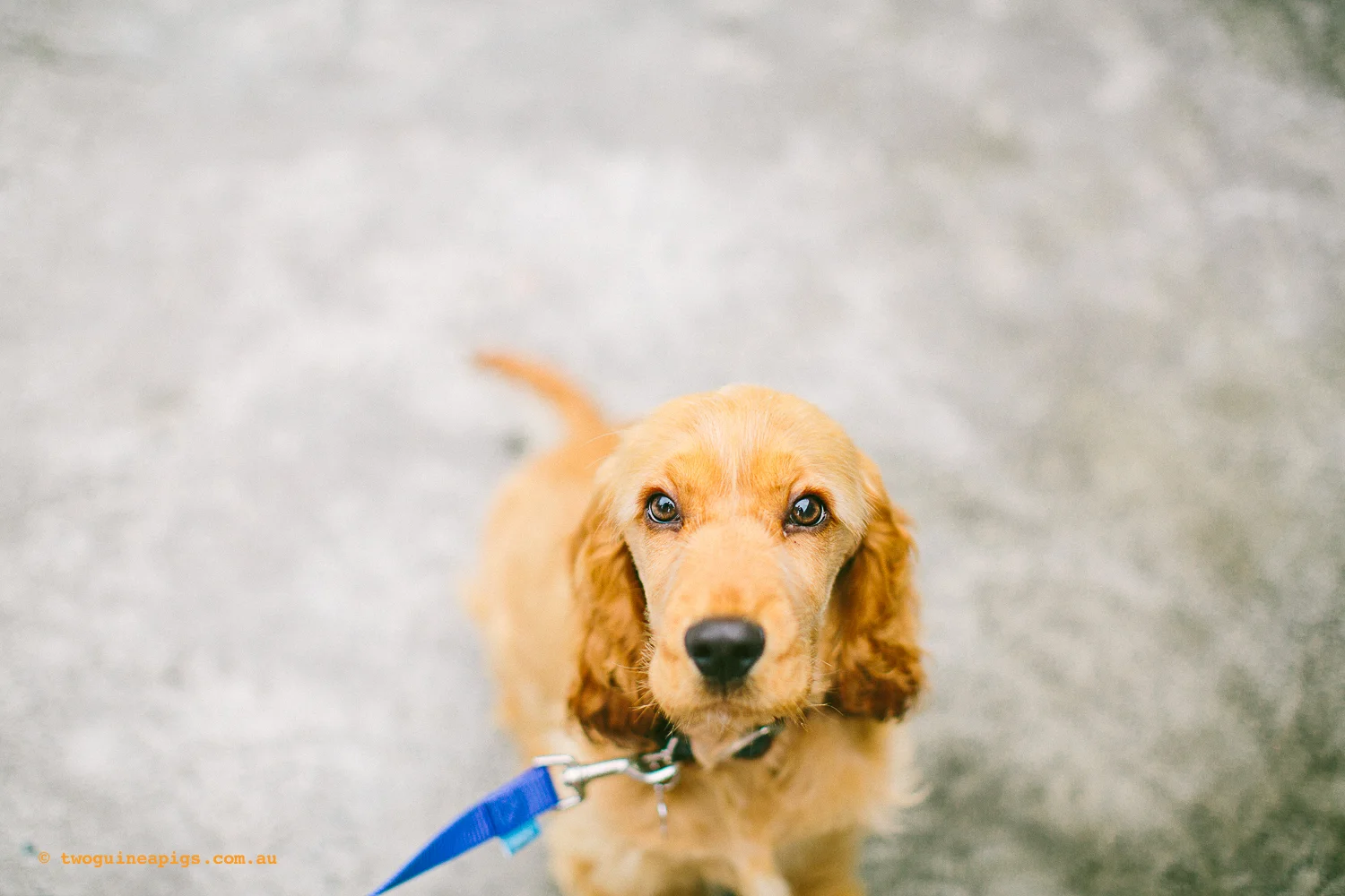 twoguineapigs_amys_puppy_preschool_dr_harry_bhgaus_1500-14.jpg