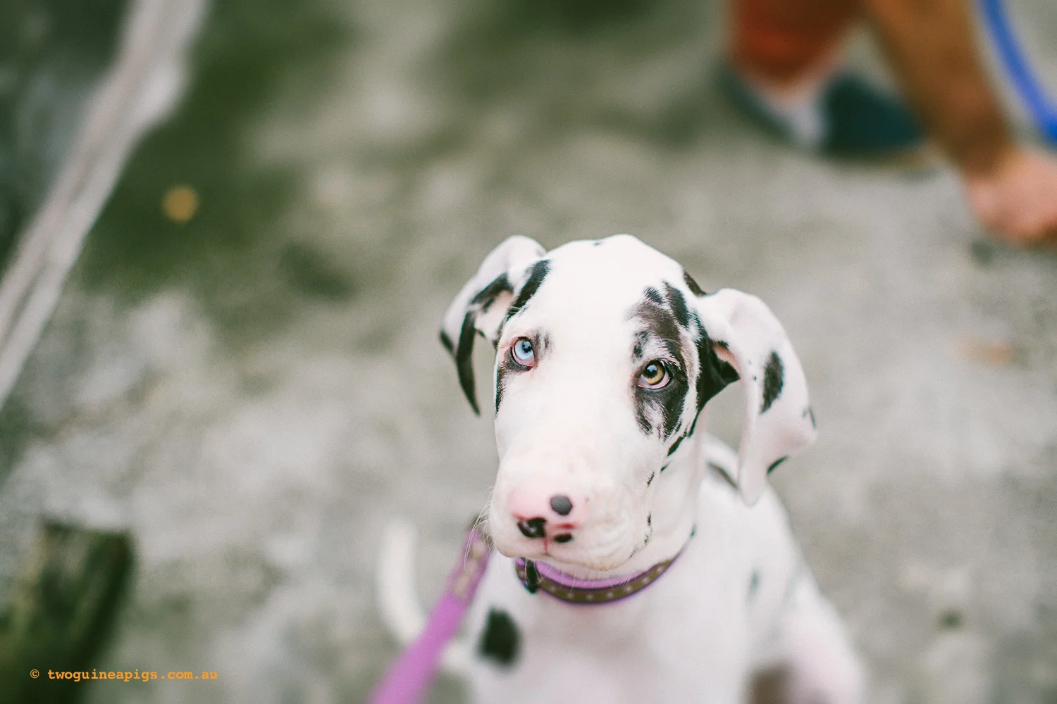 twoguineapigs_amys_puppy_preschool_dr_harry_bhgaus_1500-15.jpg