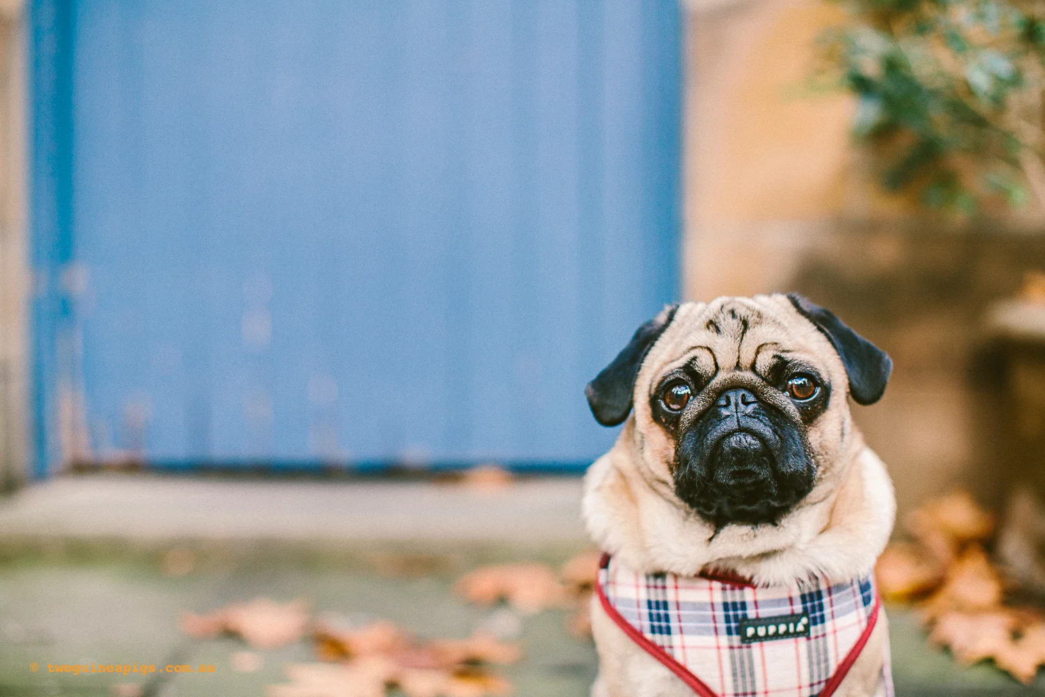 twoguineapigs_pet_photography_oh_jaffa_pug_test_shoot_1500-2.jpg
