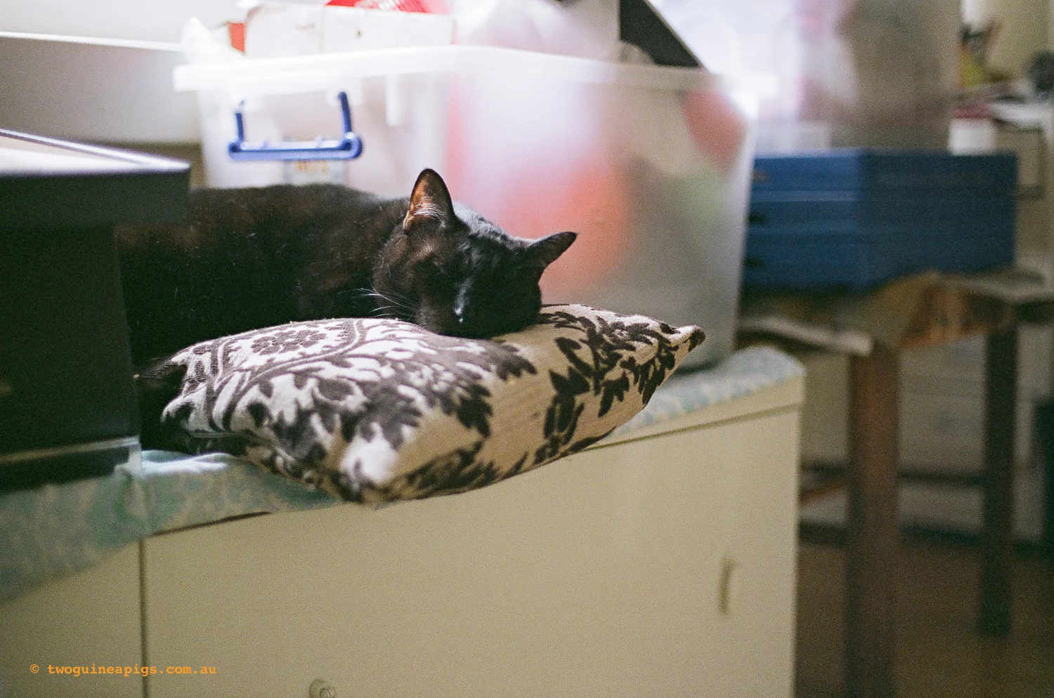 twoguineapigs_pet_photography_fujifim_400H_canon_ae1_1500-9.jpg
