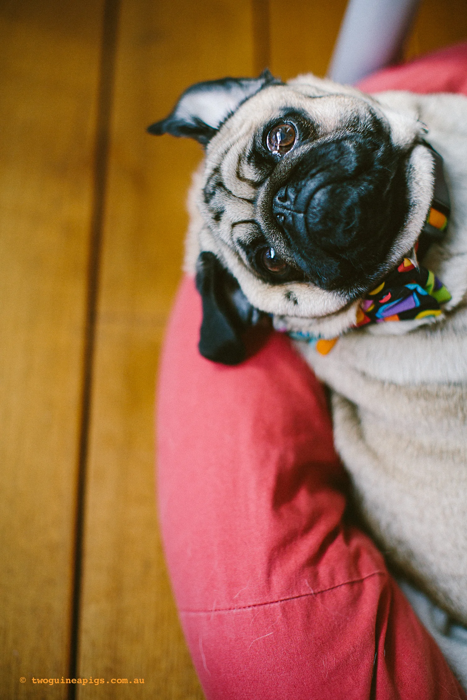 twoguineapigs_pet_photography_oh_jaffa_pug_1500-9.jpg