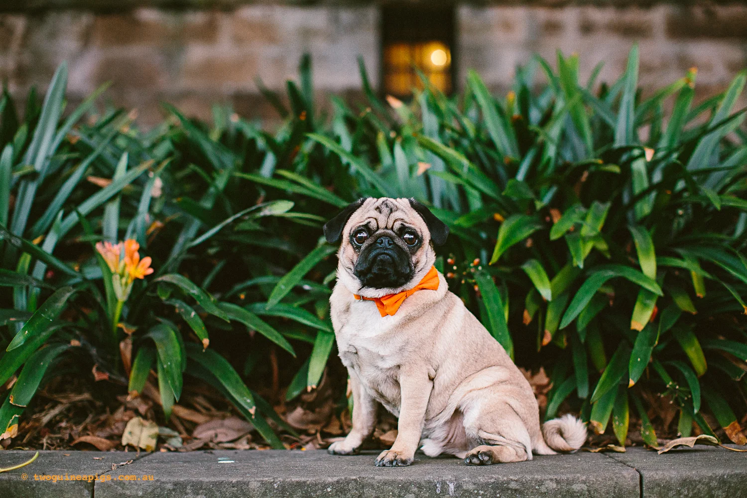 twoguineapigs_pet_photography_oh_jaffa_model_orange_1500.jpg