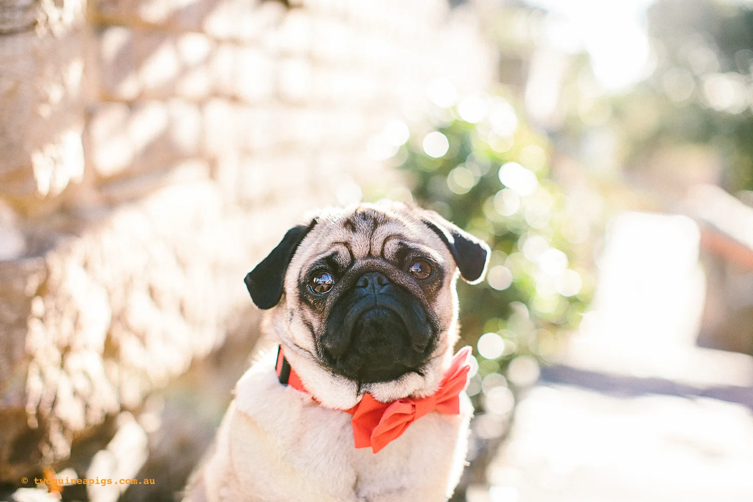 twoguineapigs_pet_photography_oh_jaffa_model_red_1500.jpg