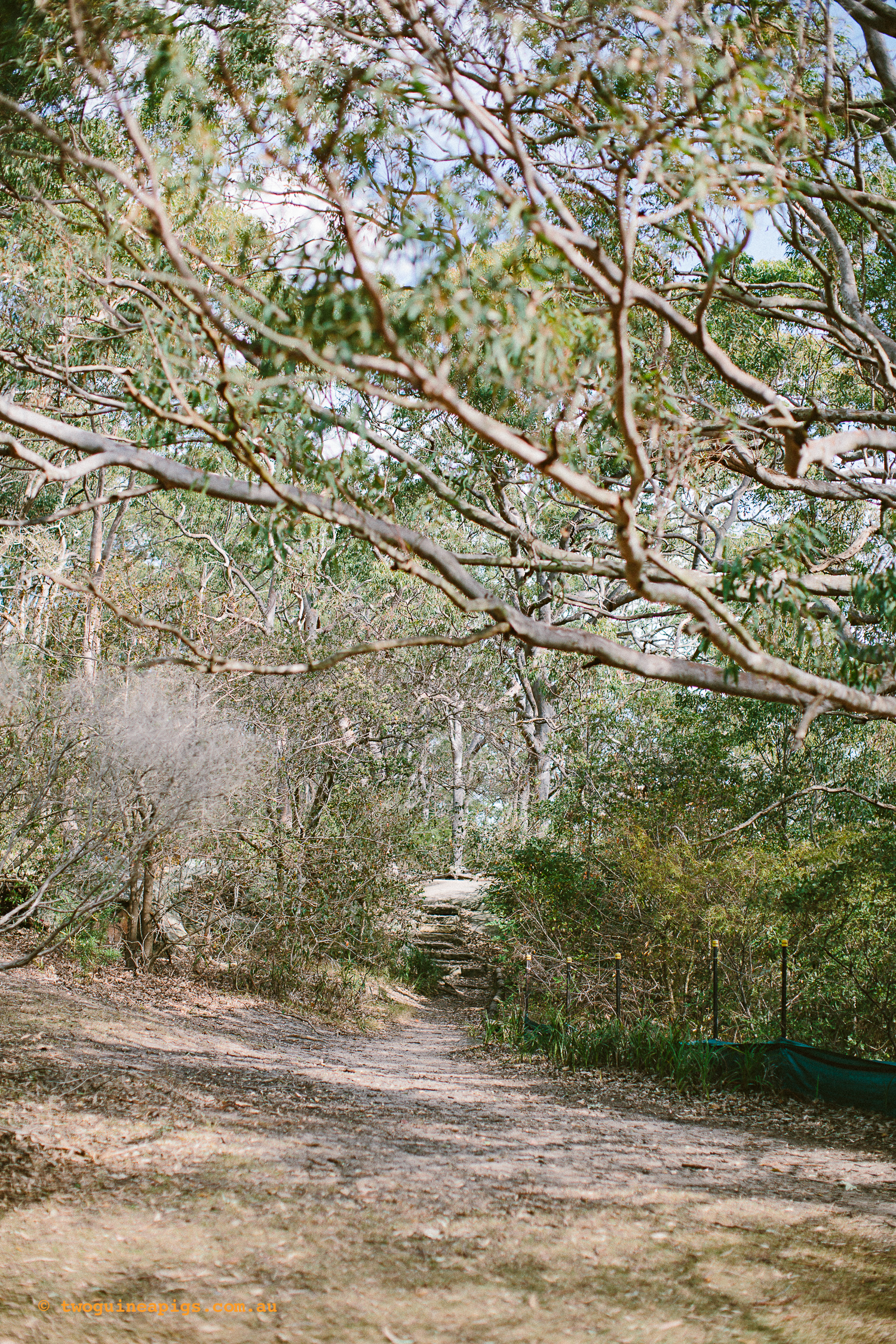 twoguineapigs_pet_photography_berry_island_reserve_wollstonecraft_location_scout_1500-2.jpg