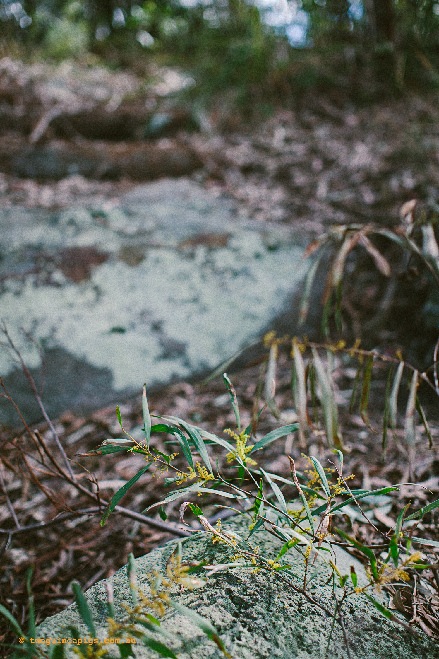 twoguineapigs_pet_photography_berry_island_reserve_wollstonecraft_location_scout_1500-12.jpg