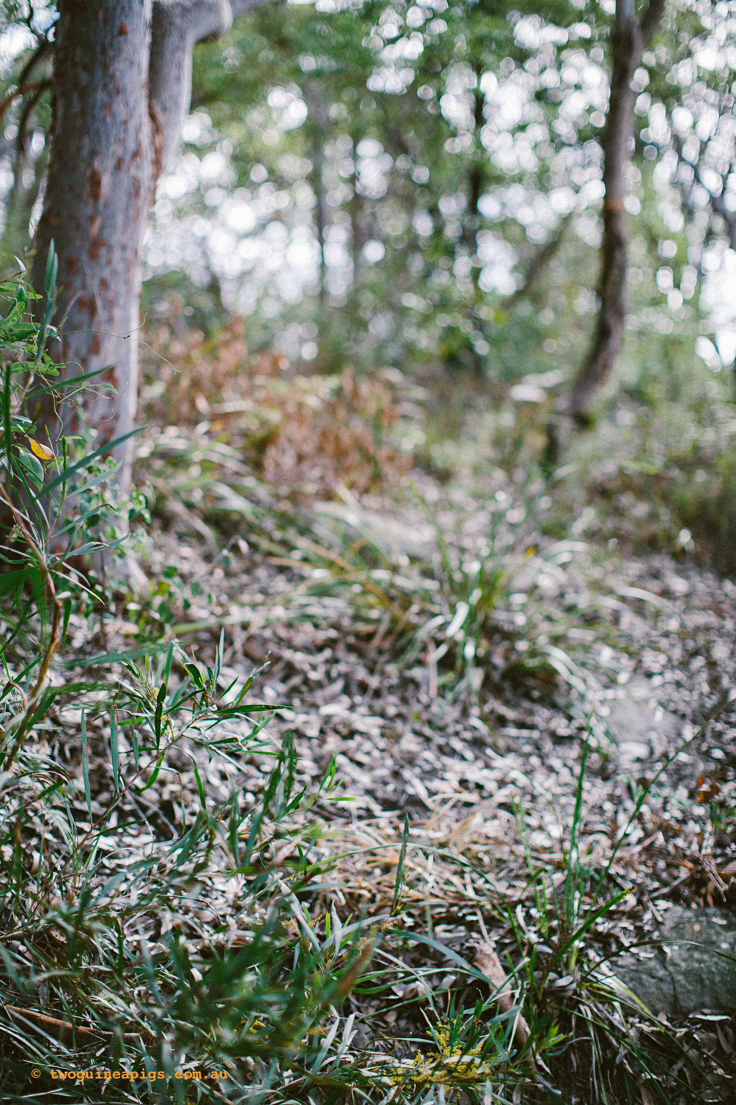 twoguineapigs_pet_photography_berry_island_reserve_wollstonecraft_location_scout_1500-15.jpg