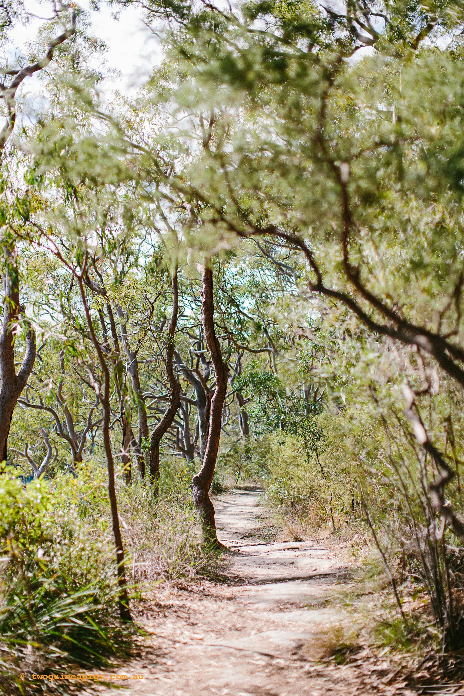 twoguineapigs_pet_photography_berry_island_reserve_wollstonecraft_location_scout_1500-62.jpg