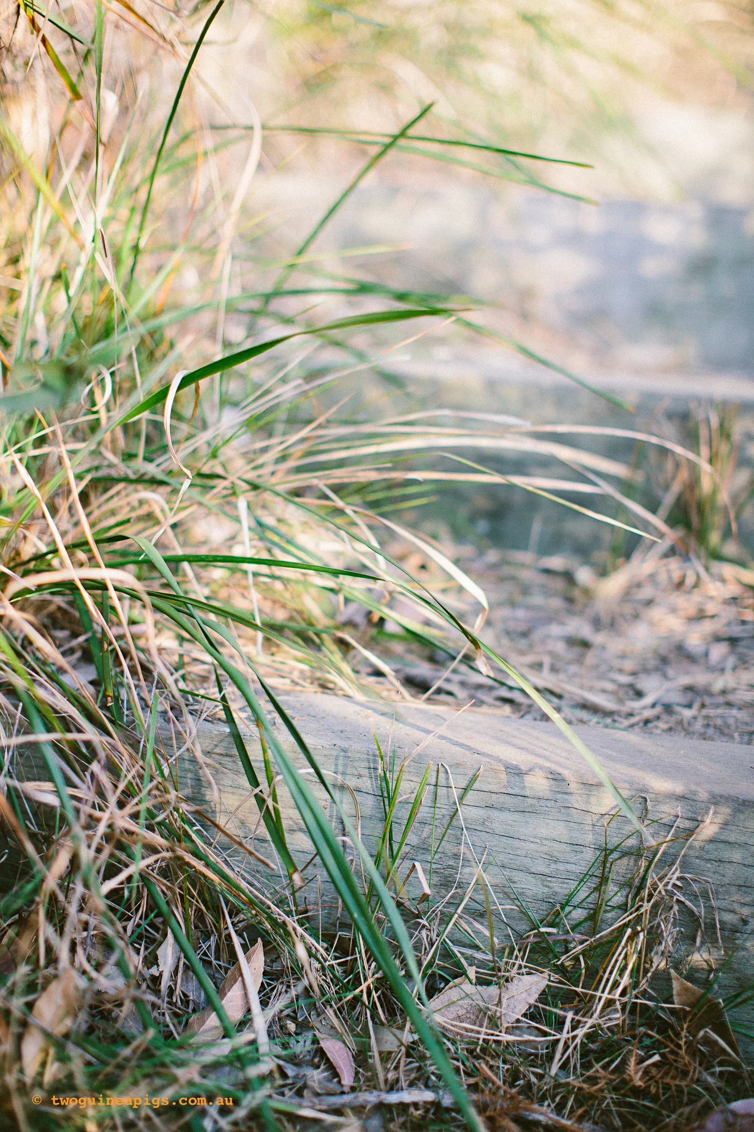 twoguineapigs_pet_photography_bells_head_reserve_wollstonecraft_location_scout_1500-19.jpg