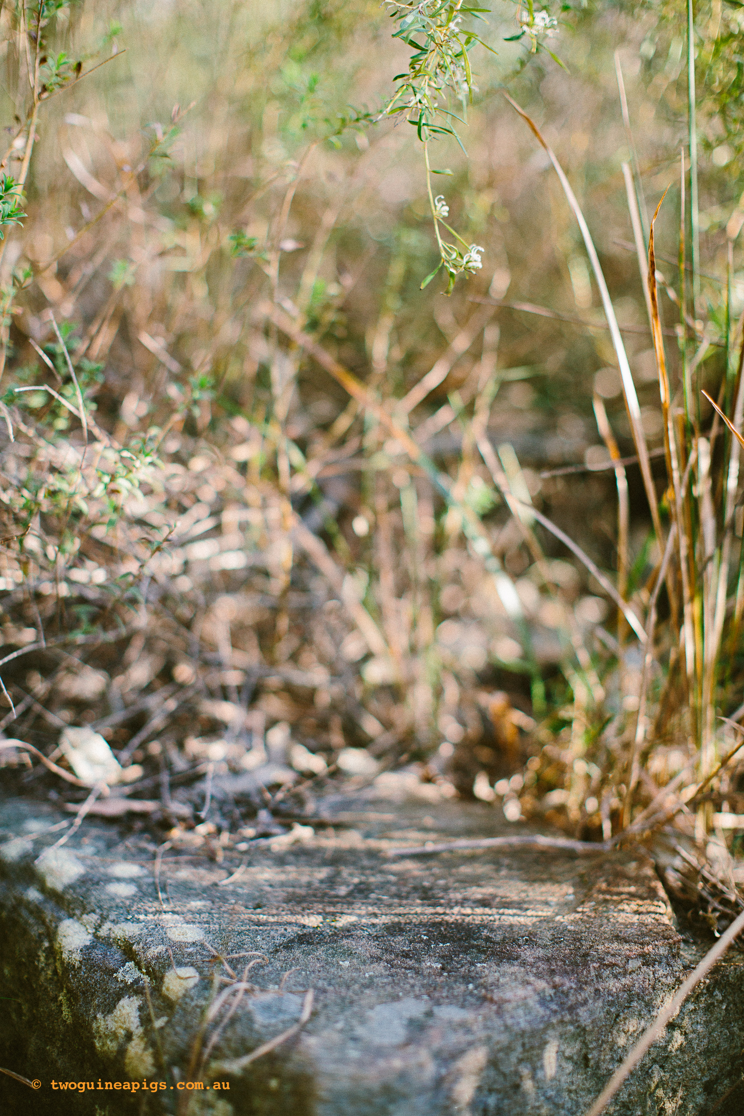 twoguineapigs_pet_photography_bells_head_reserve_wollstonecraft_location_scout_1500-22.jpg