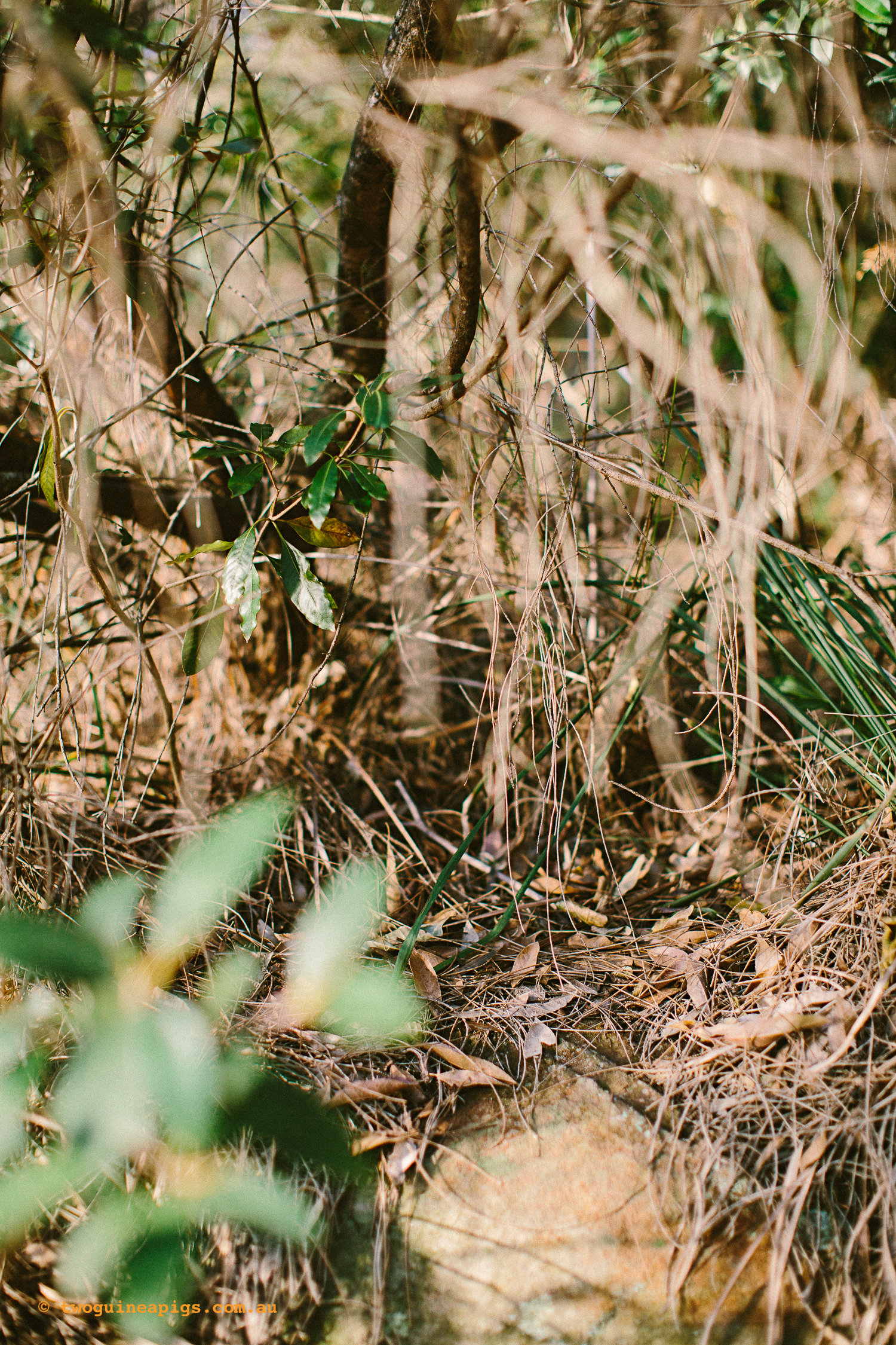 twoguineapigs_pet_photography_bells_head_reserve_wollstonecraft_location_scout_1500-27.jpg