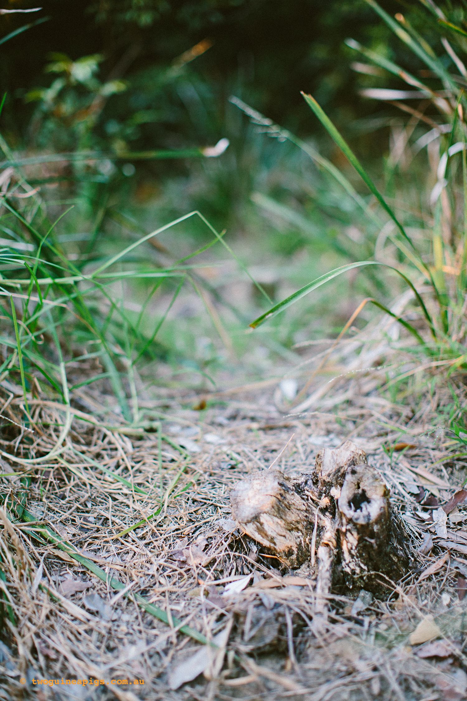 twoguineapigs_pet_photography_bells_head_reserve_wollstonecraft_location_scout_1500-41.jpg