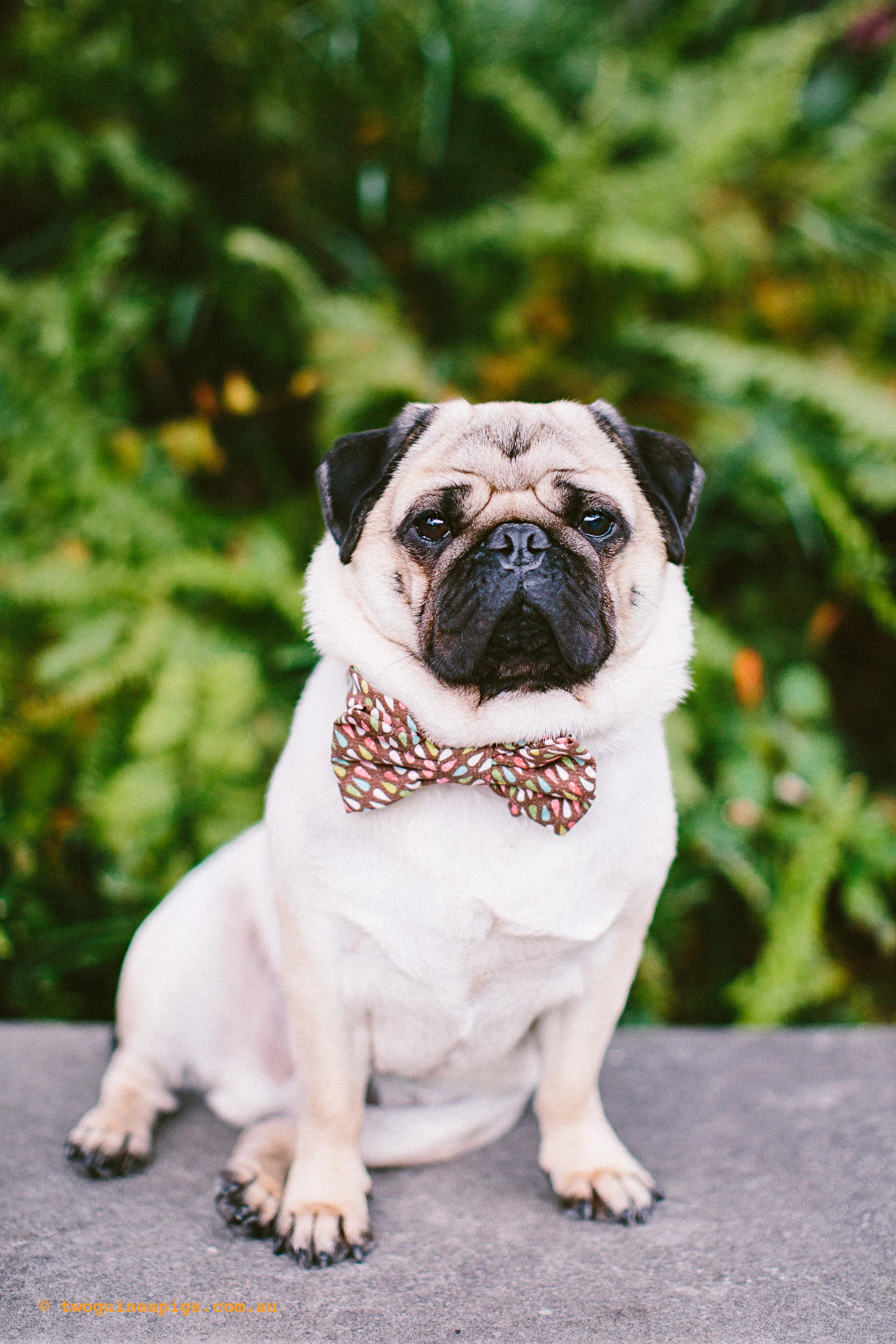 twoguineapigs_pet_photography_oh_jaffa_picnic_pugs_rodger_1500-32.jpg