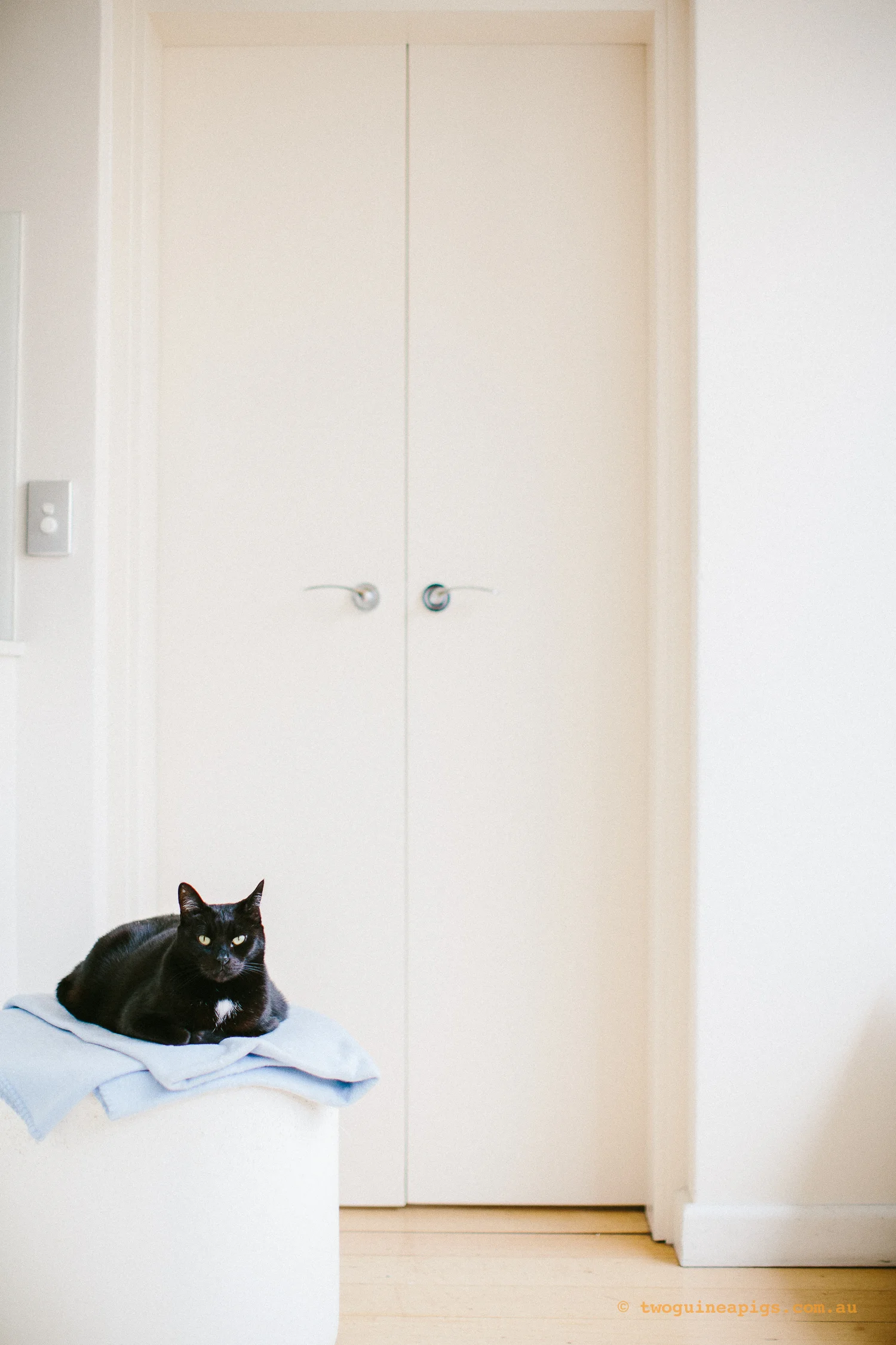 twoguineapigs_pet_photography_ruby_slipper_cat_floral_series_TEST_1500-5.jpg