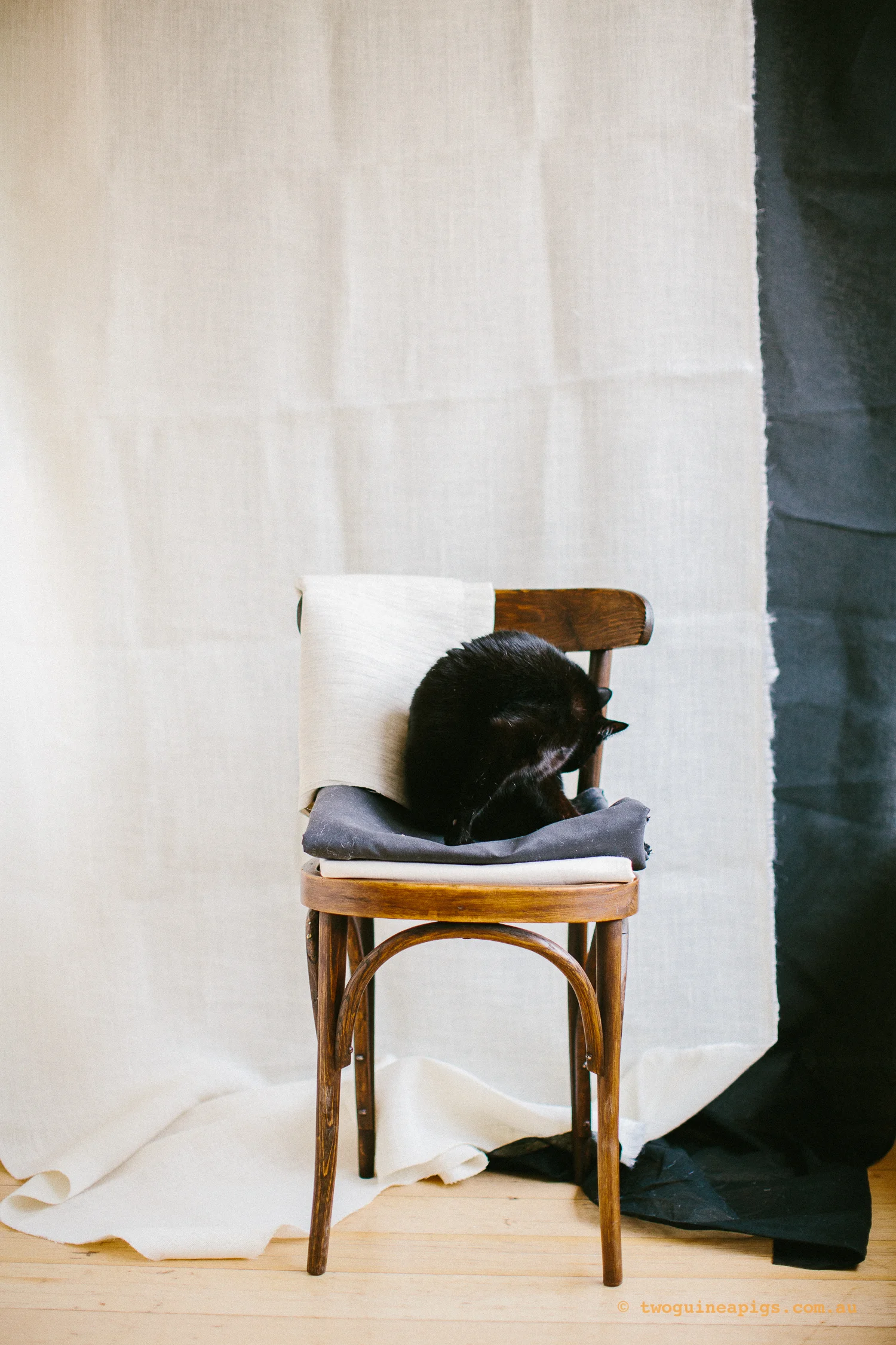 twoguineapigs_pet_photography_ruby_slipper_cat_floral_series_TEST_1500-10.jpg