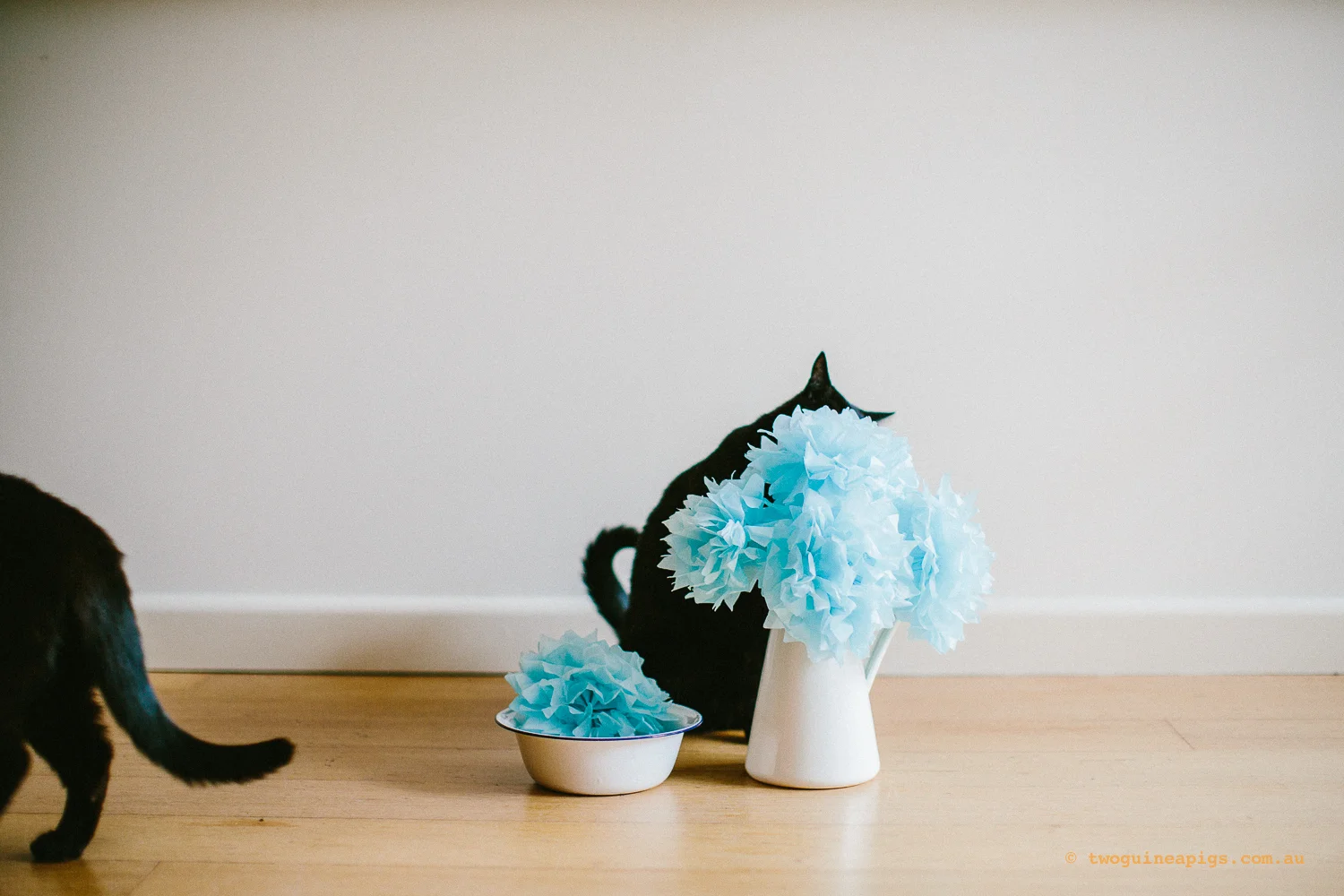 twoguineapigs_pet_photography_ruby_slipper_cat_floral_series_TEST_1500-30.jpg