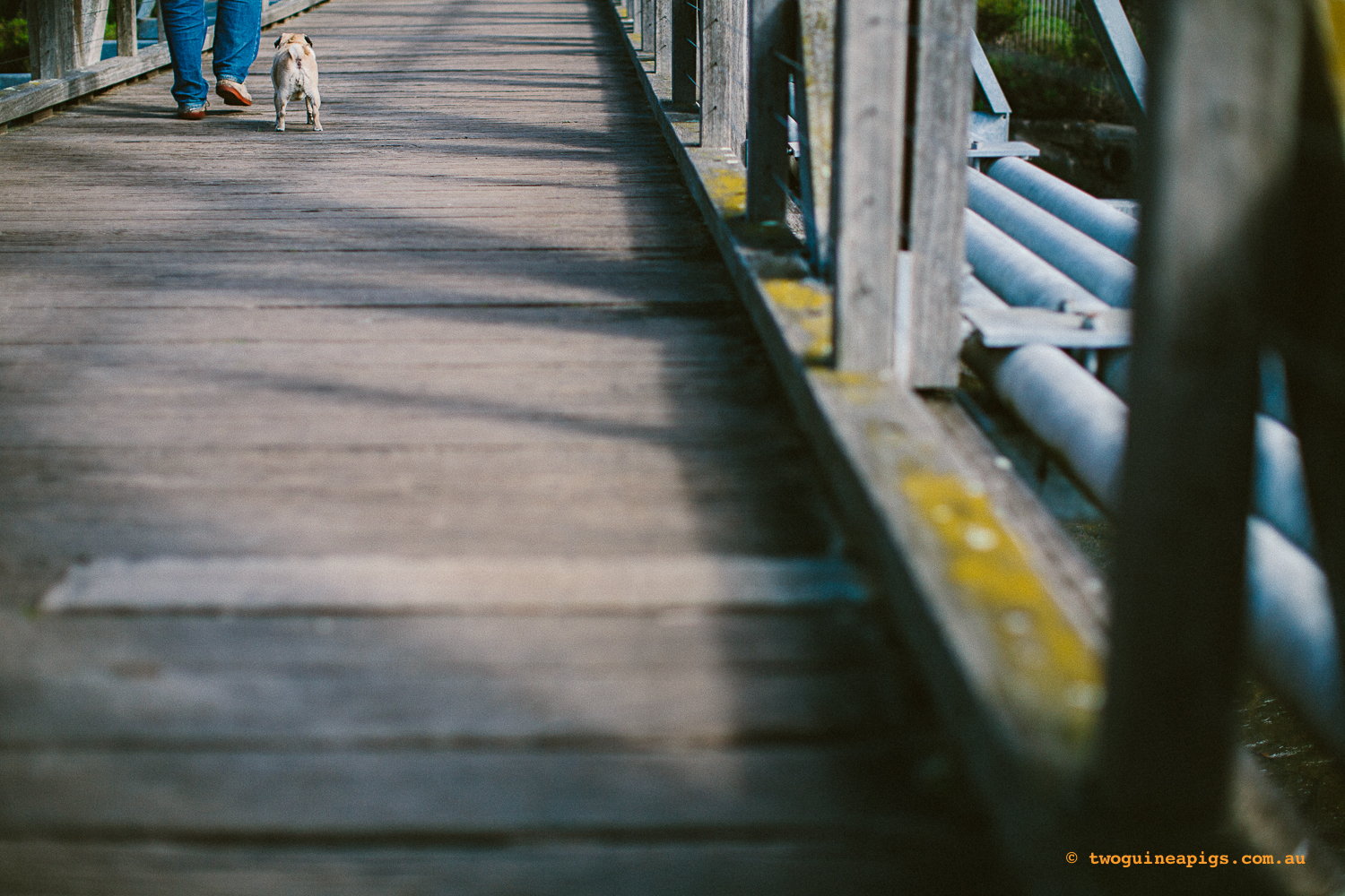 twoguineapigs_pug_footsteps_glebe_dog_photographer_1500.jpg