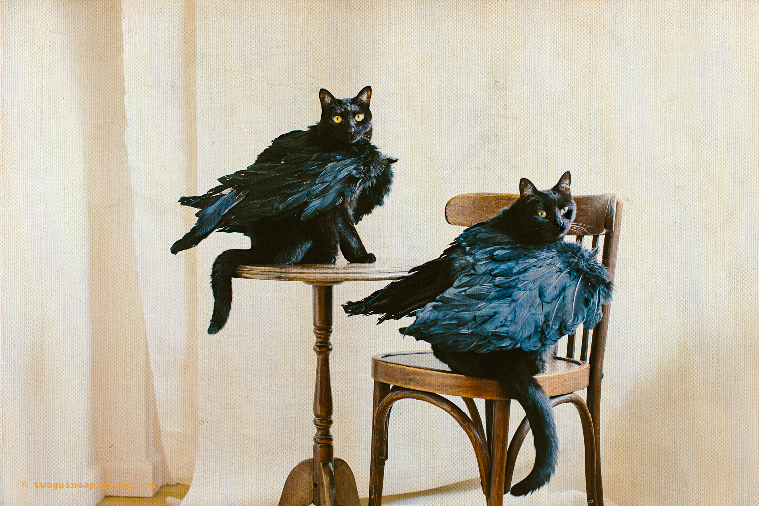 twoguineapigs_pet_photography_halloween_black_cats_1500-7.jpg