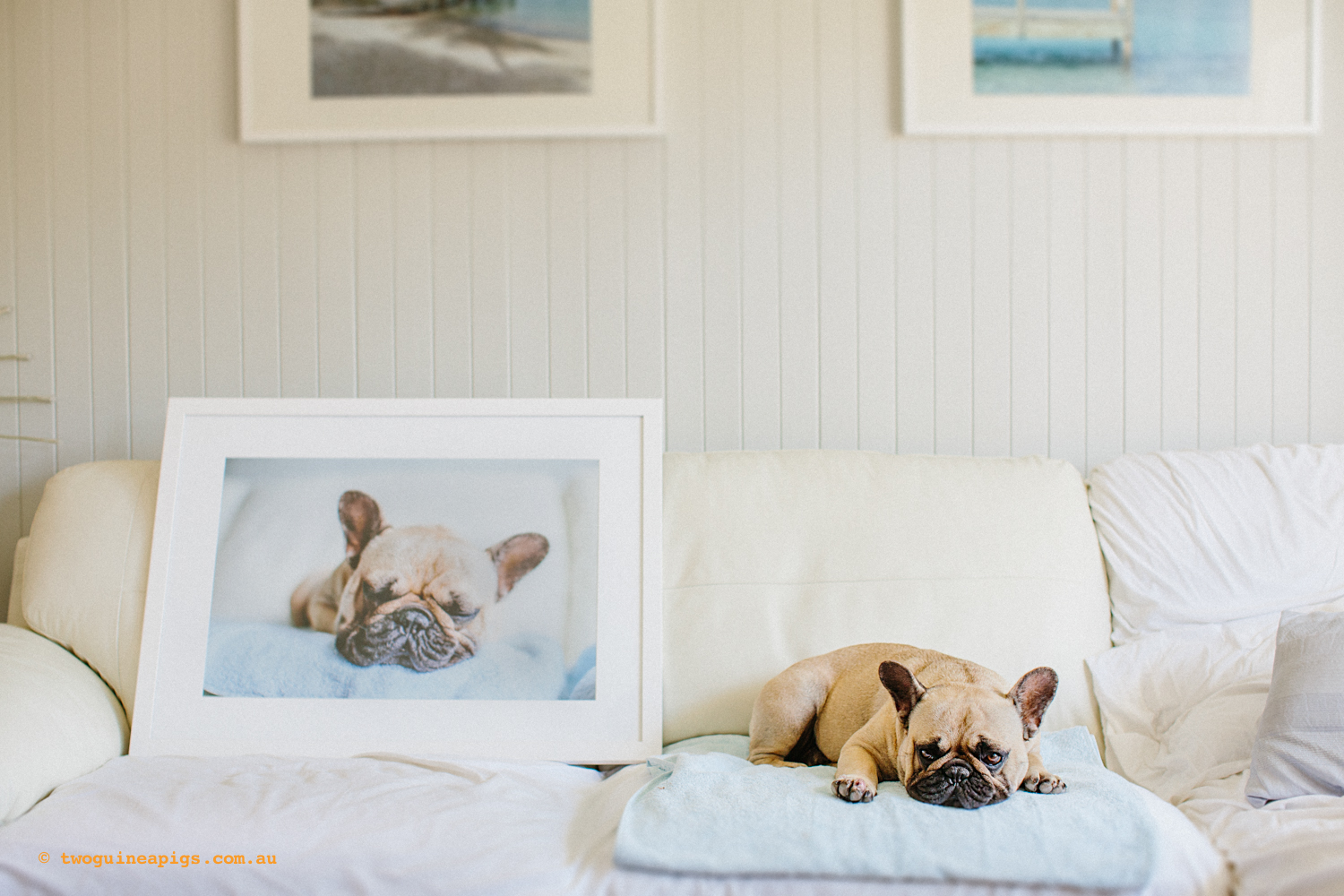 twoguineapigs_pom_french_bulldog_framed_sydney_pet_photographer_1500.jpg