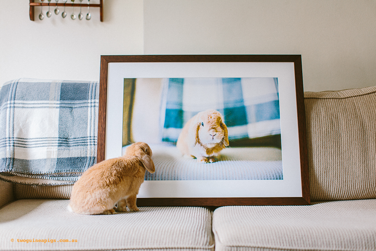 twoguineapigs_pet_photography_waffle_lop_eared_bunny_mcdolands_wallart_1500-2.jpg