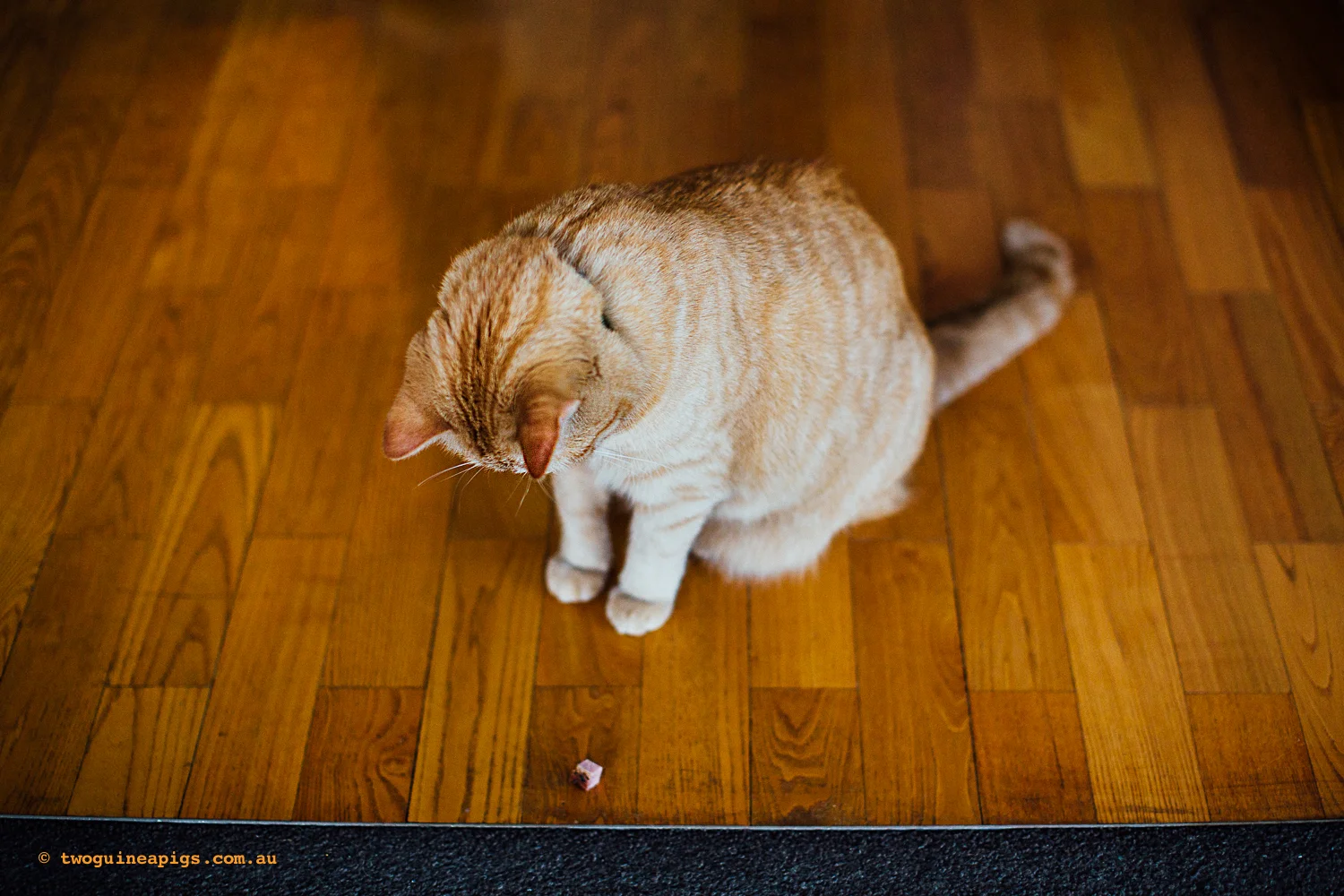 twoguinepaigs_pet_photography_neillie_schnauzer_annie_orange_cat_1500-41.jpg