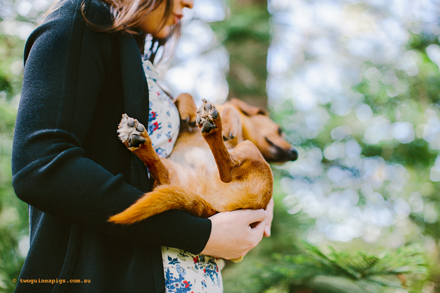 twoguineapigs_pet_photography_riley_daschundx_1500-41.jpg