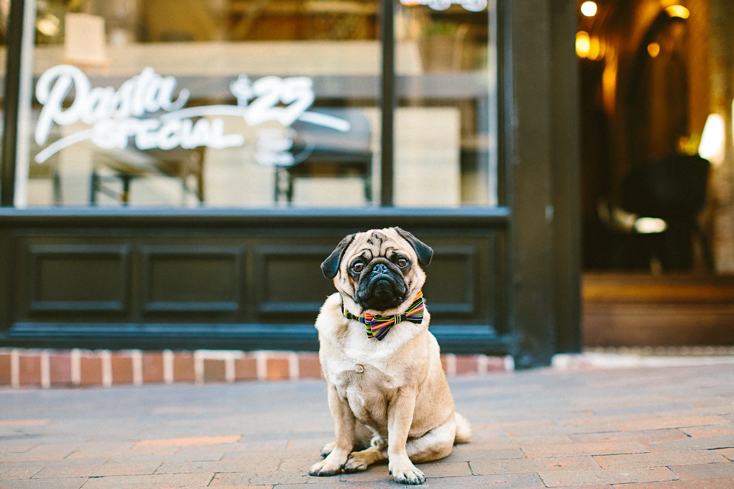twoguineapigs_pet_photography_oh_jaffa_pugs_bow_ties_collars_COLORSTPS_1500-7.jpg