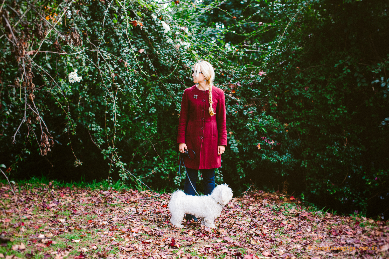 twoguineapigs_pet_photography_dalston_havanese_livlundelius_portrait_autumn_1500-01.jpg