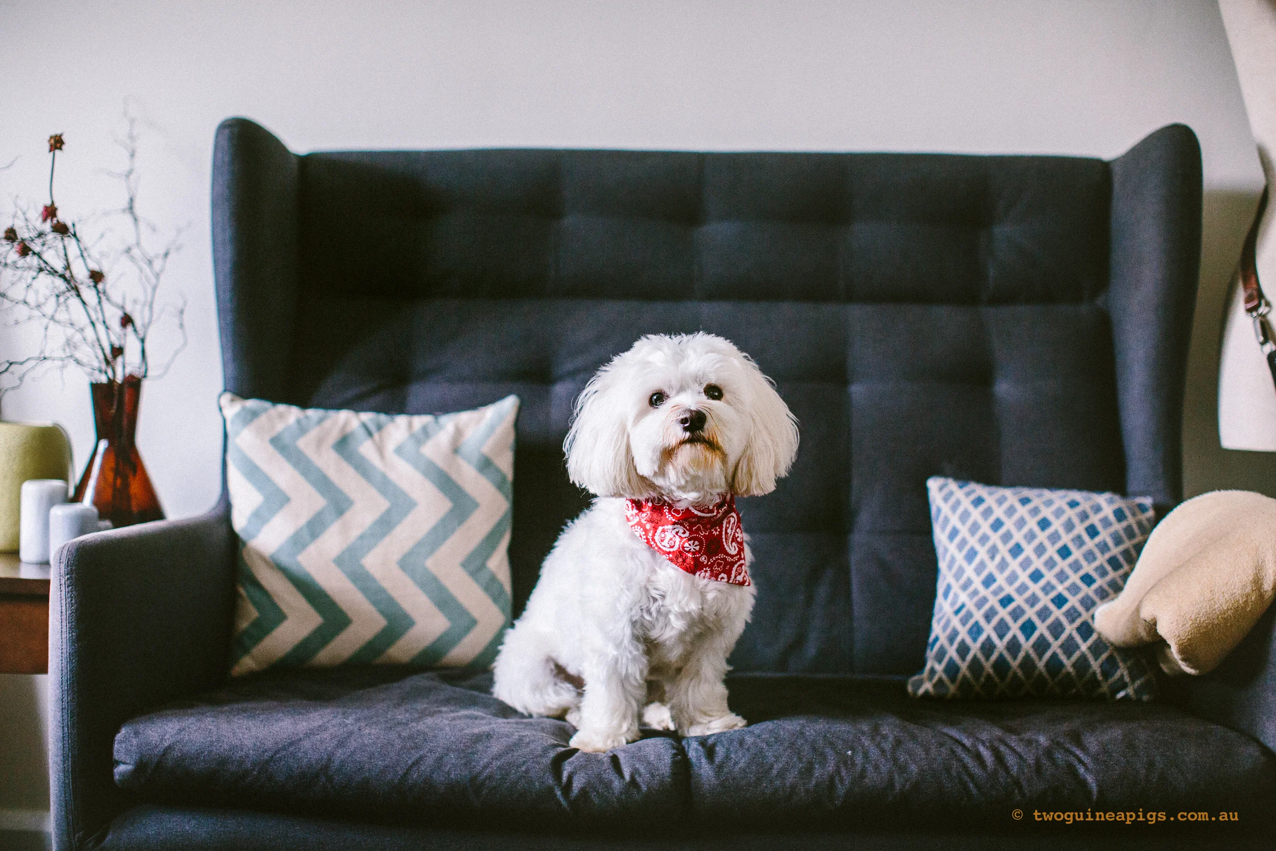 twoguineapigs_pet_photography_dalston_havanese_holiday_day1_dog