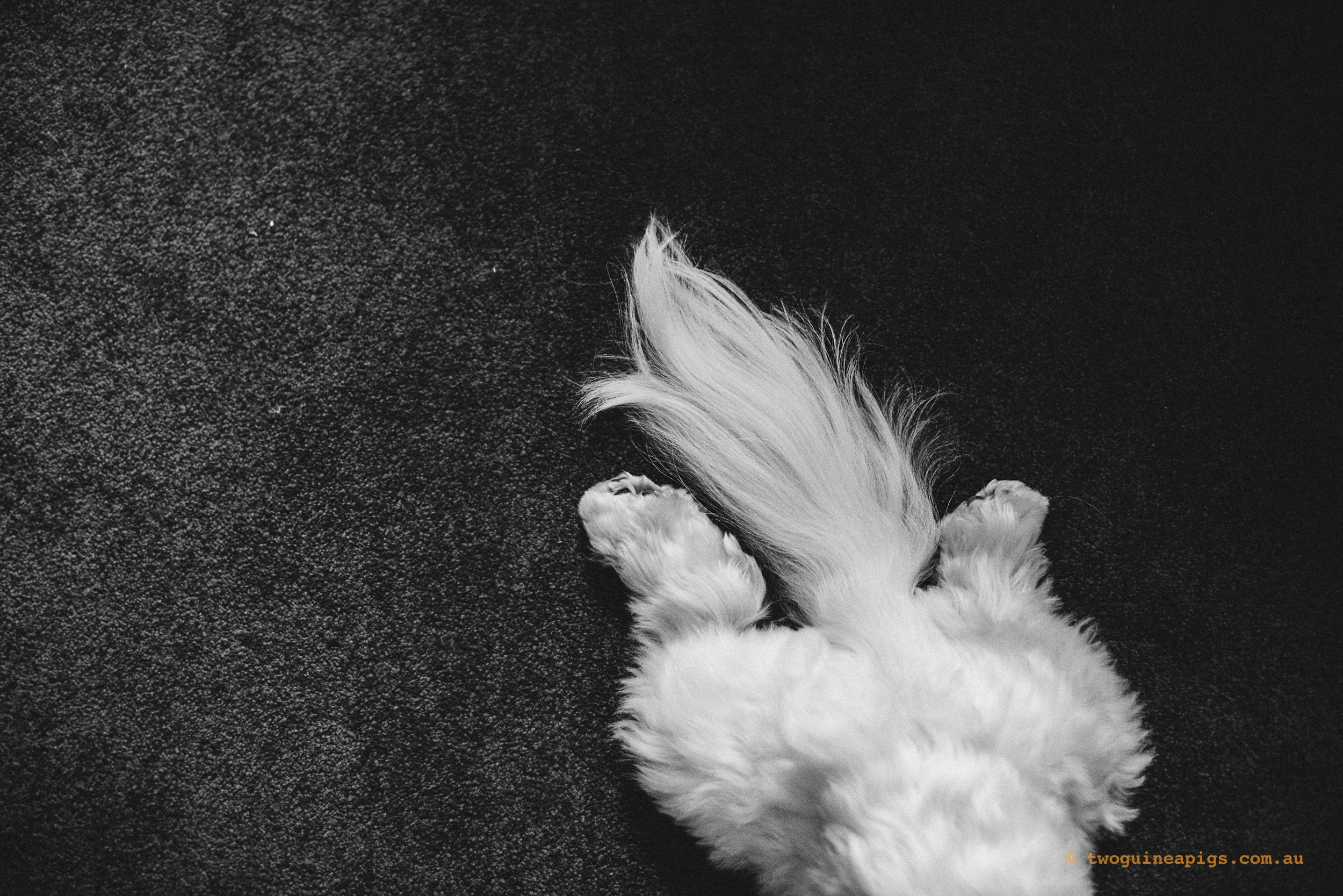twoguineapigs_pet_photography_dalston_havanese_holiday_day1_dog