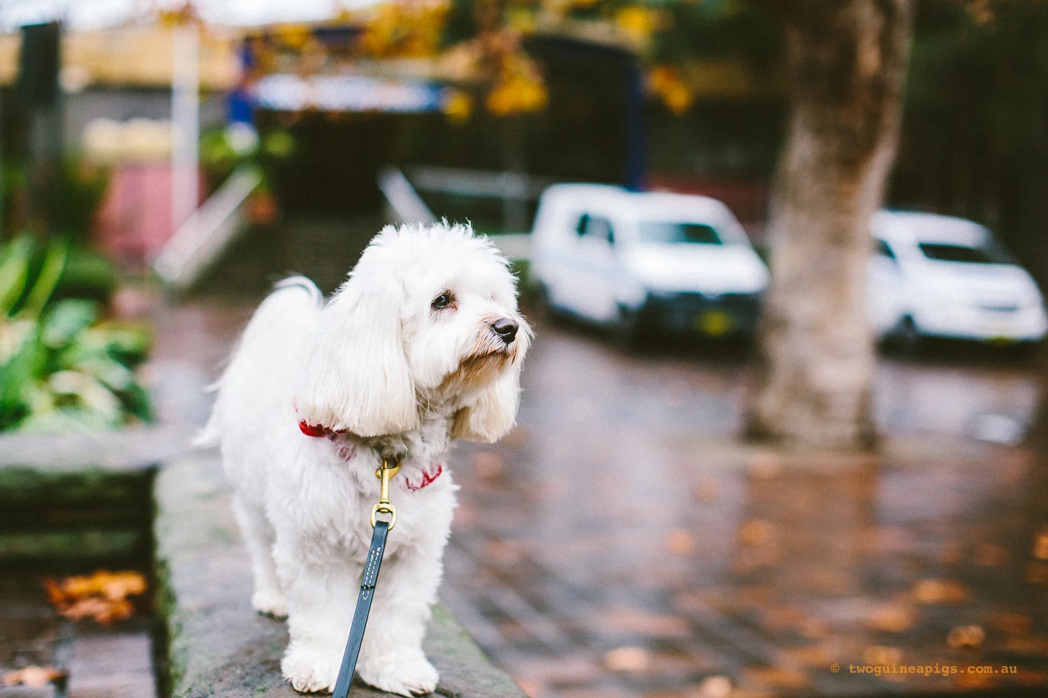 twoguineapigs_pet_photography_dalston_havanese_holiday_day3_dog