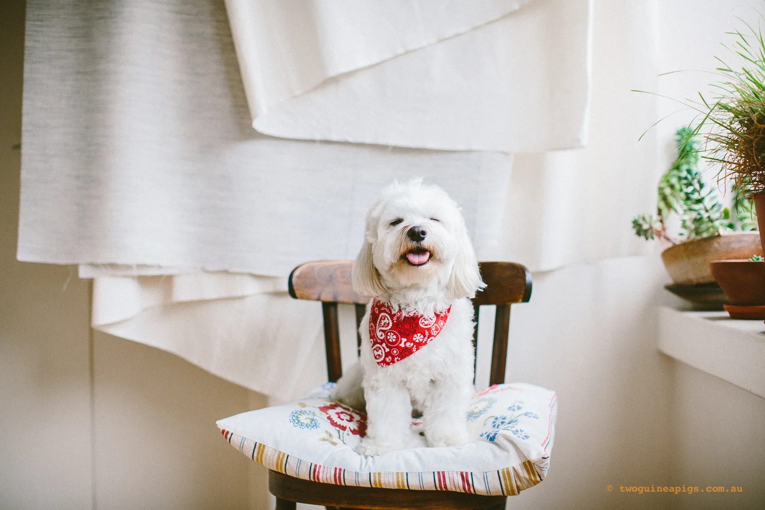twoguineapigs_pet_photography_dalston_havanese_holiday_day3_dog